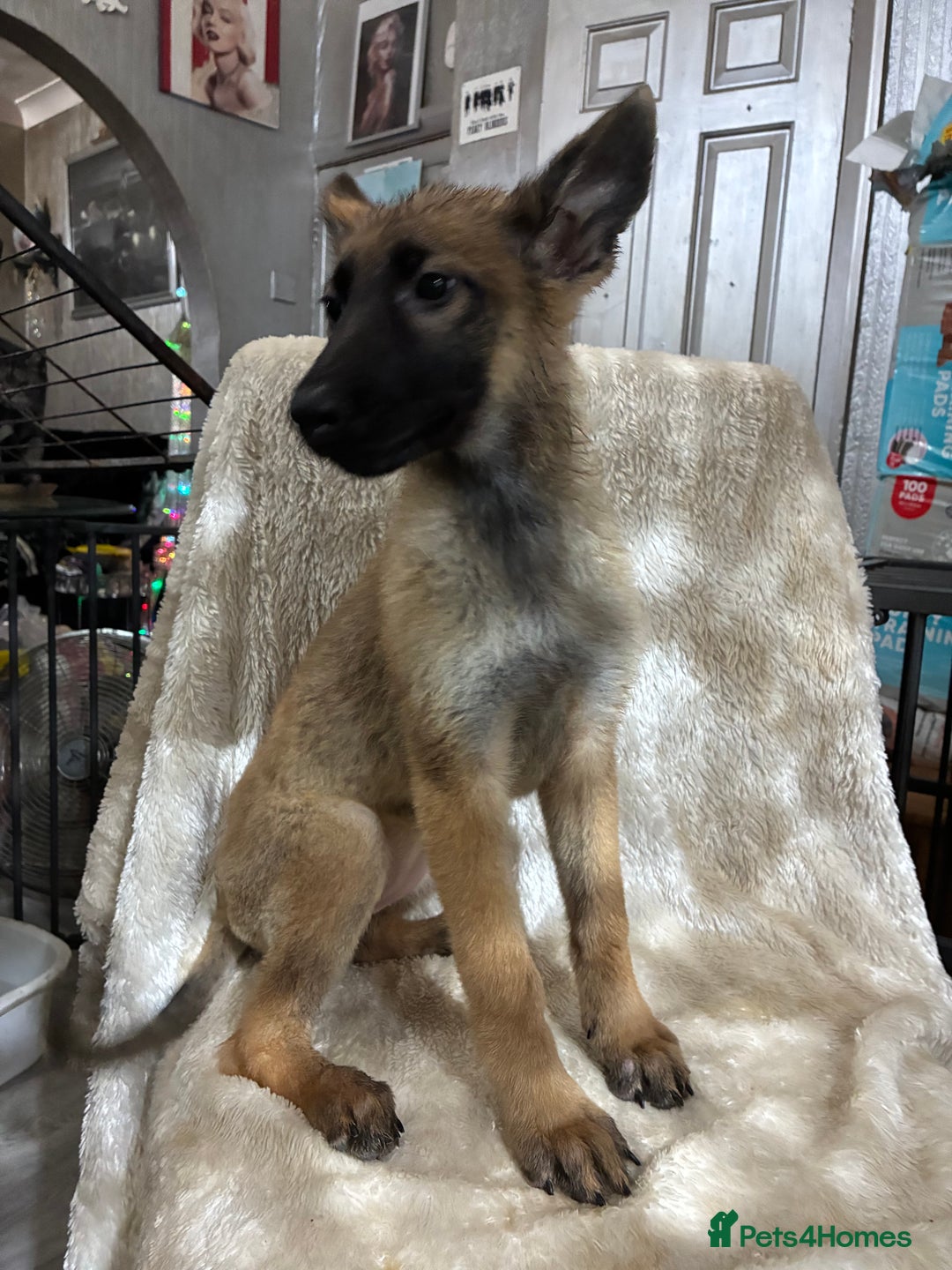 German Shepherd dogs for sale: German shepherd puppies  - Image 5