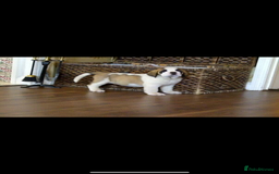 Saint Bernard dogs for sale: Smooth male puppy  - Image 11