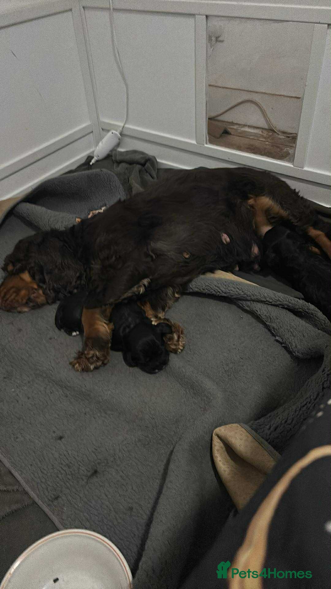 Cocker Spaniel dogs for sale: 2 male cocker spaniel puppies - Image 4