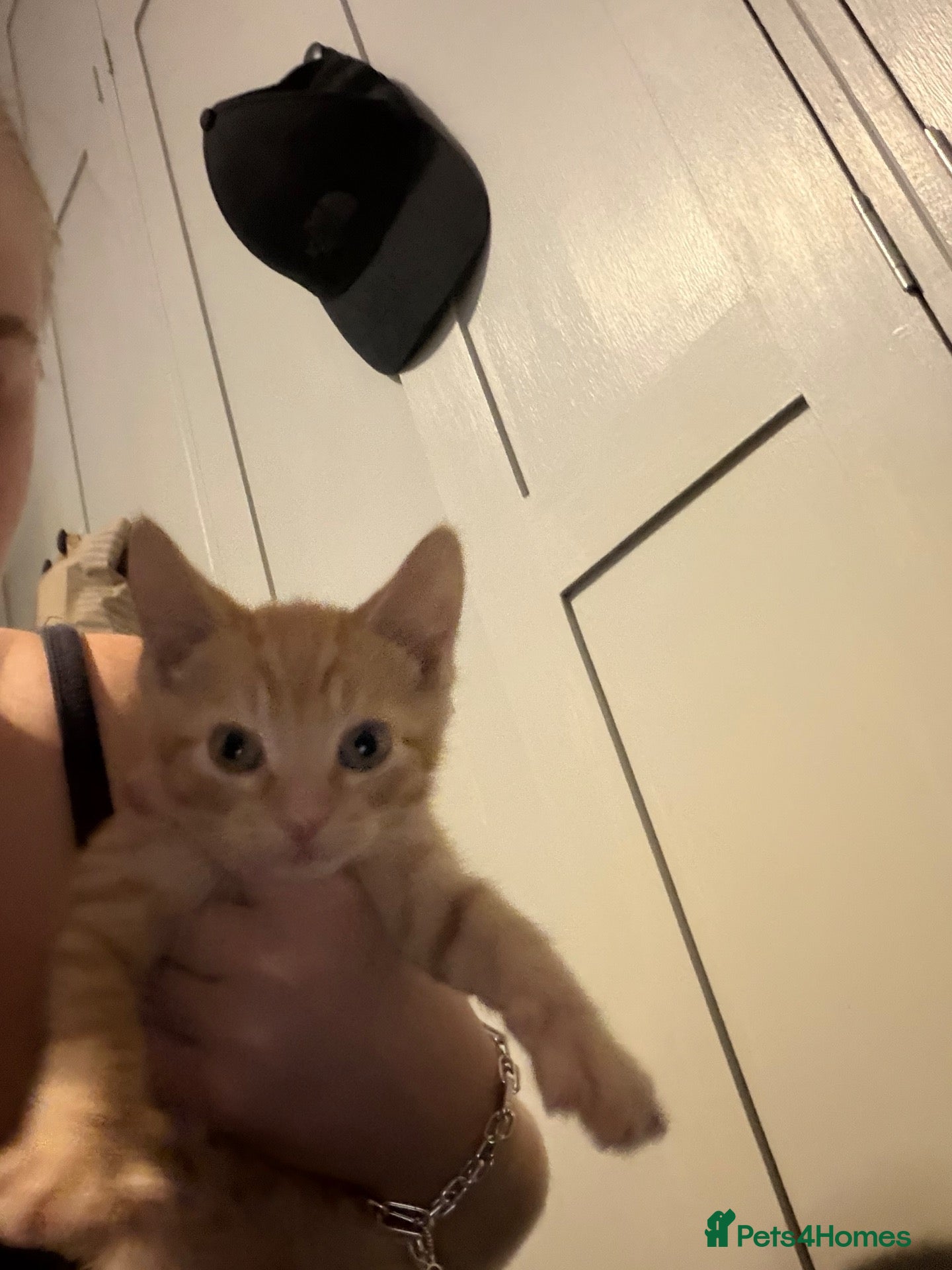 Mixed Breed cats Ginger Male Kitten  - Advert 5