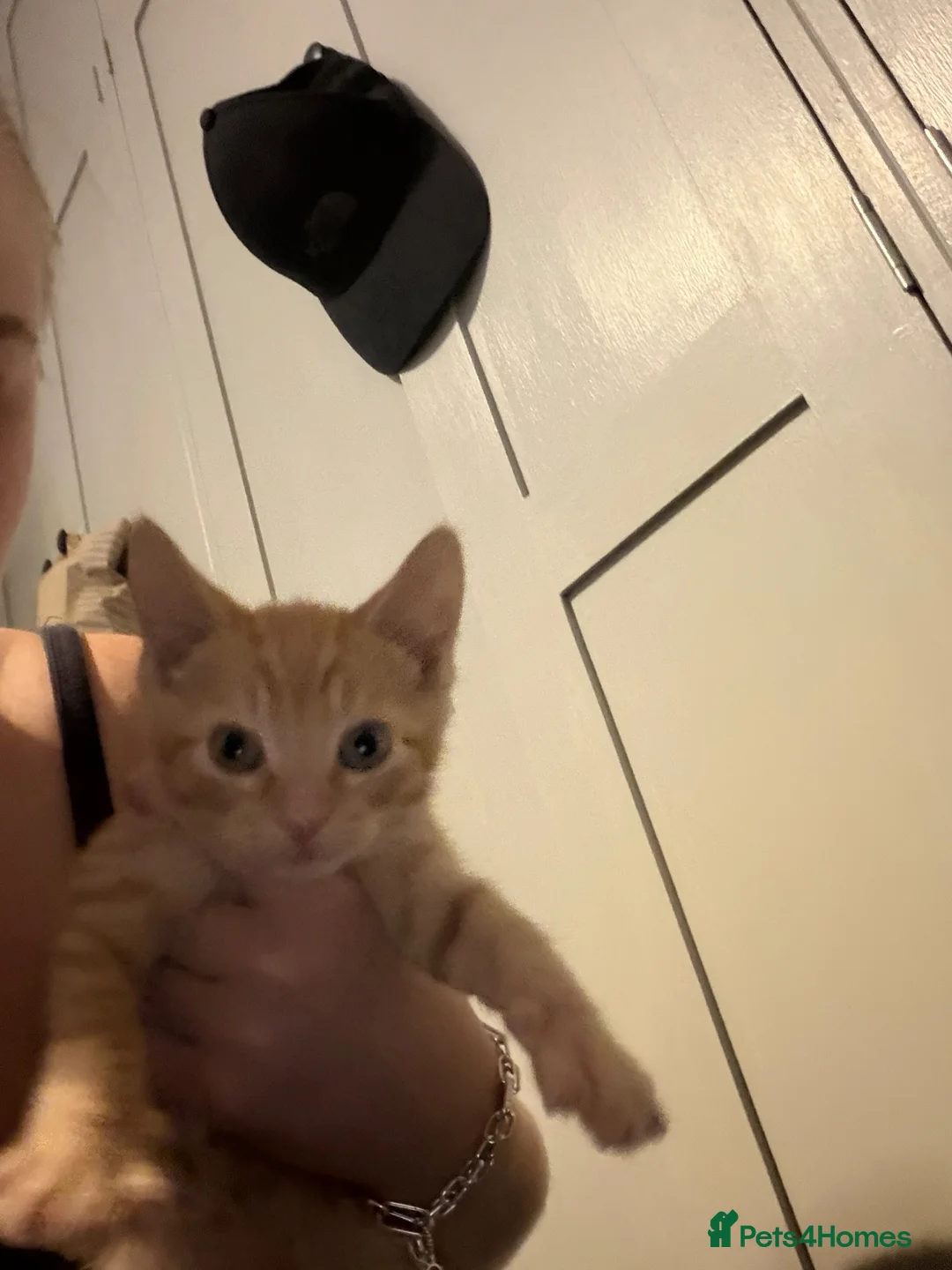 Mixed Breed cats for sale: Ginger Male Kitten  - Advert 1