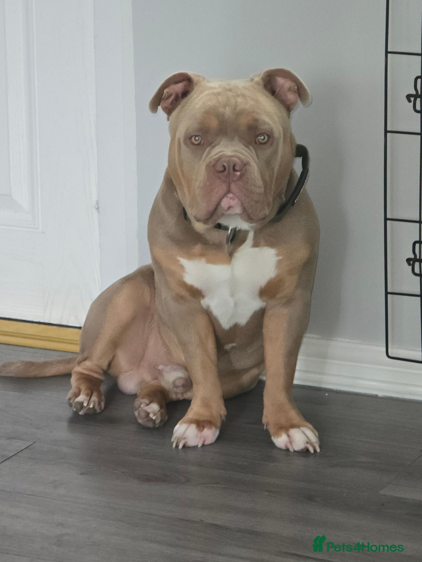 American Bully dogs Pocket bully For sale through no fault of his own - Advert 2