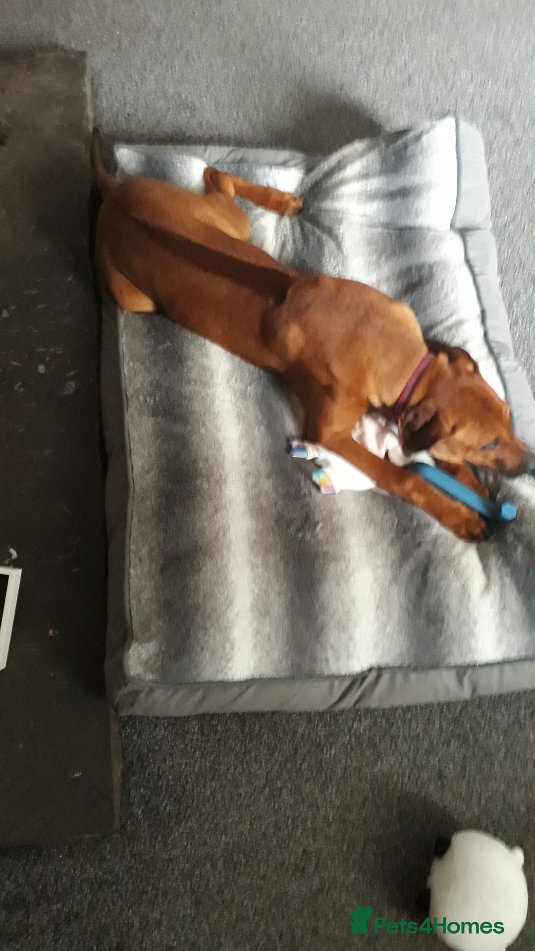Rhodesian Ridgeback dogs for sale: Beautiful Kc Registered  - Image 10