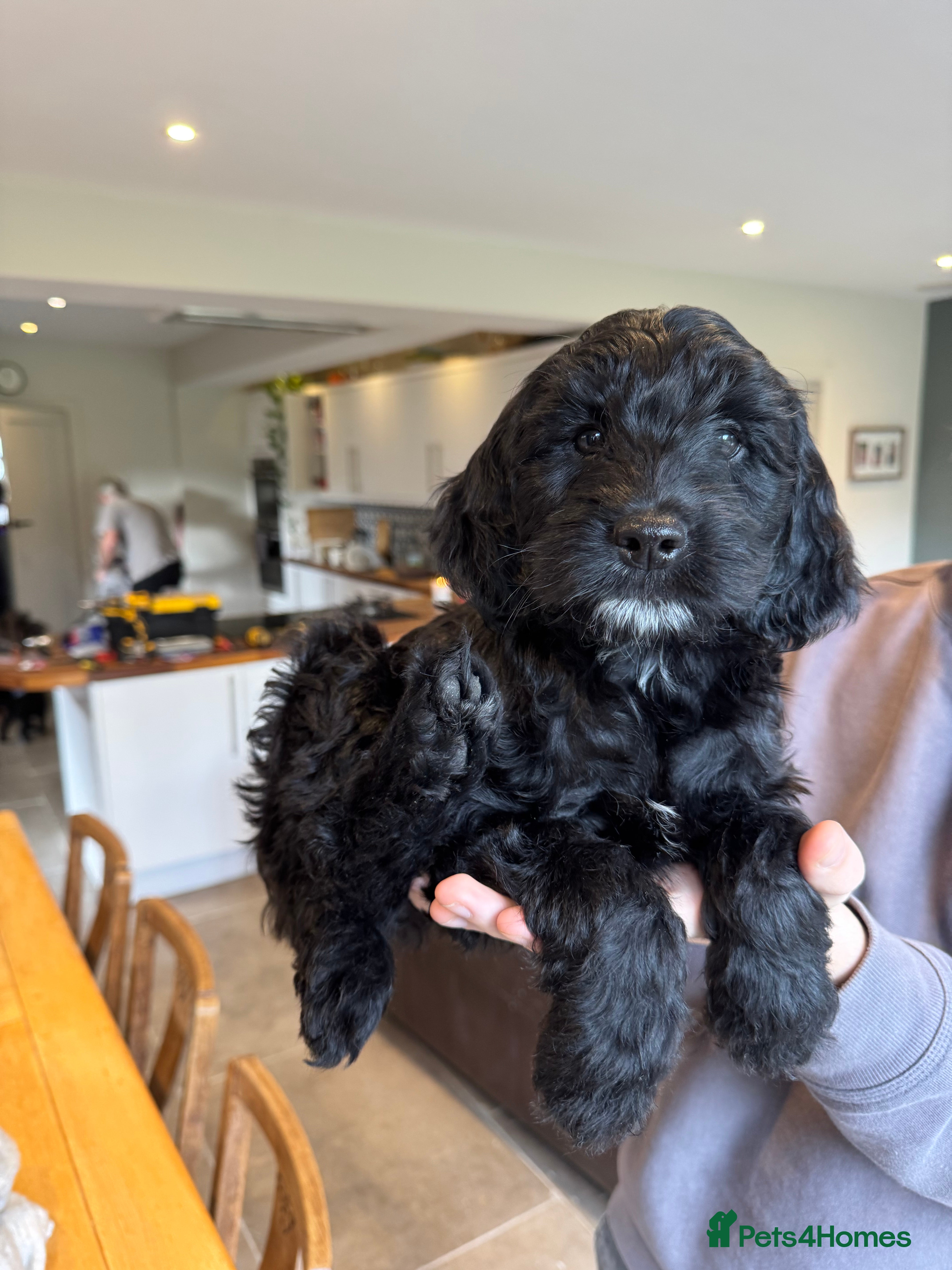 Mixed Breed dogs Sprockerpoo puppies for sale - Advert 3