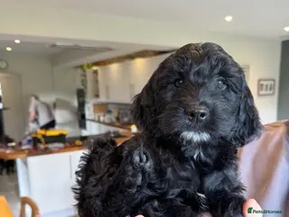 Mixed Breed dogs Sprockerpoo puppies for sale - Advert 3