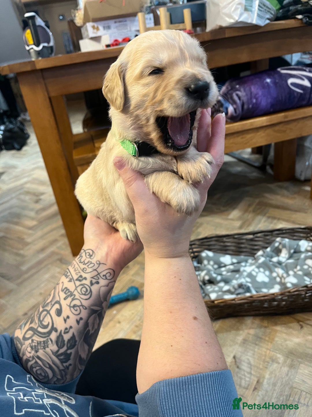 Golden Retriever dogs for sale: Gorgeous litter of 9 Golden Retrievers  - Image 15