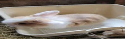 Lionhead rabbits for sale: Lop lionhead bunnies!  in Stockport - Advert 5