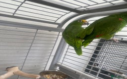 Parrots birds for sale: AMAZON YELLOW CROWNED PANAMA PROVEN PAIR - Image 4