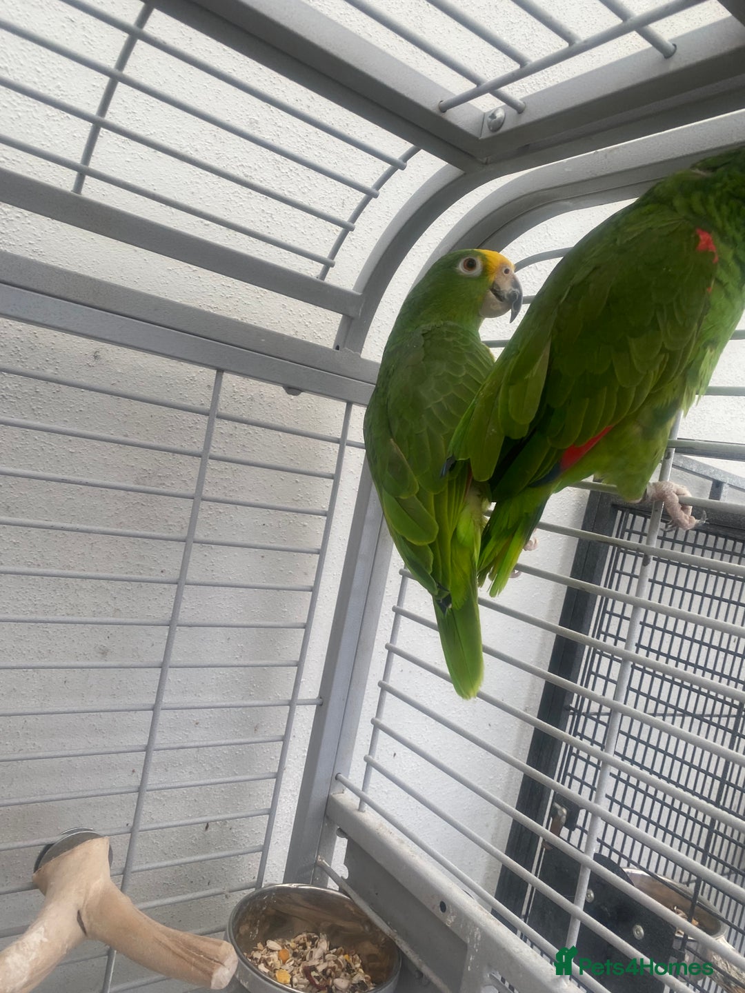 Parrots birds for sale: AMAZON YELLOW CROWNED PANAMA PROVEN PAIR - Image 4