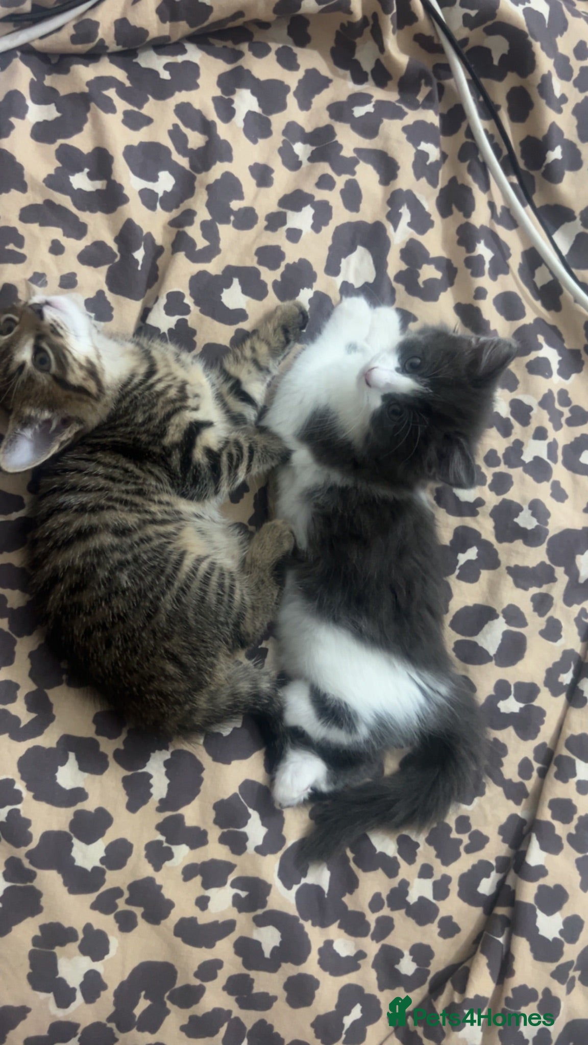 Mixed Breed cats Blue and white fluffy kitten for sale - Advert 1