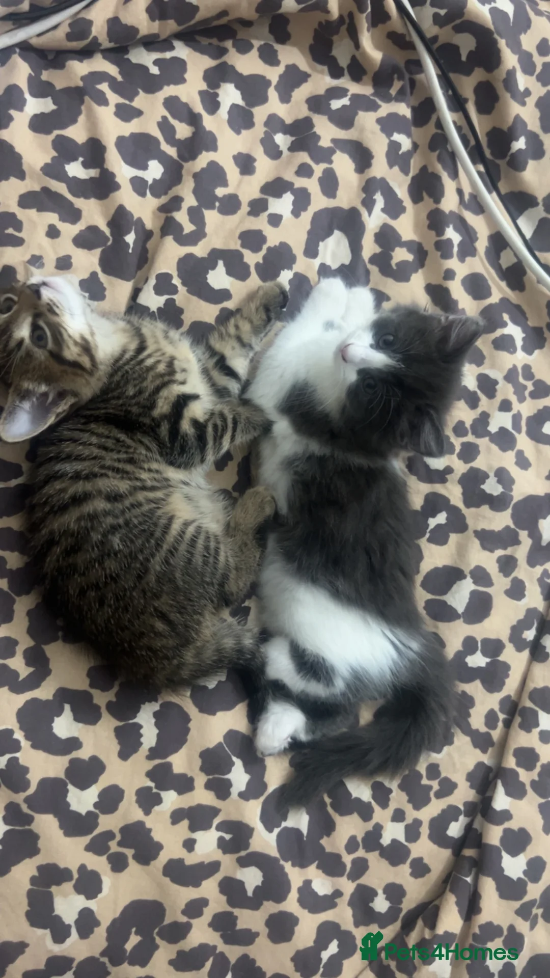 Mixed Breed cats for sale: Blue and white fluffy kitten for sale - Advert 1