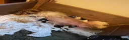 Biewer Terrier dogs for sale: Biewer terrier puppies - Advert 18