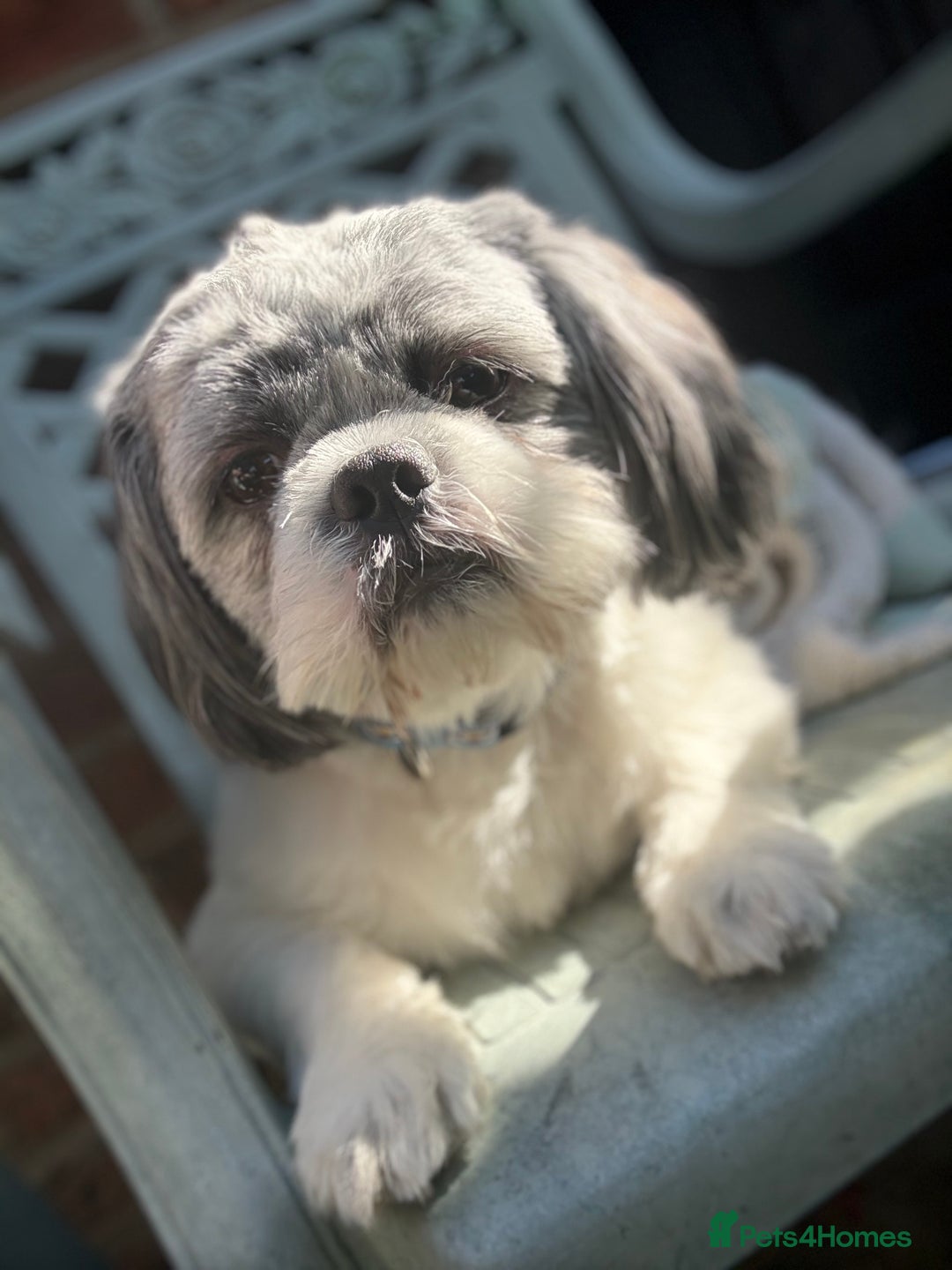 Shih Tzu dogs for sale: Teddy the shihtzu looking for good home  - Image 3