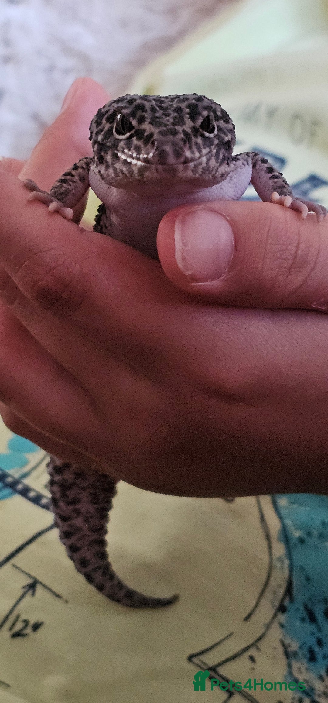Leopard Gecko reptiles for sale: Leopard Gecko for sale - Image 5