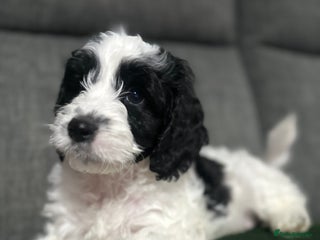Mixed Breed dogs 3 LEFT - Cockapoo Cavapoo Puppies - READY TO GO - Advert 3