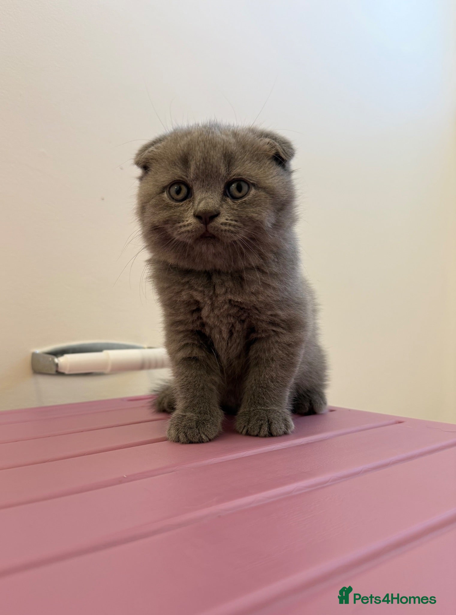 Scottish Fold cats 3 Scottish Fold/ Straight Kittens - Advert 6