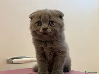 Scottish Fold cats 3 Scottish Fold/ Straight Kittens - Advert 6