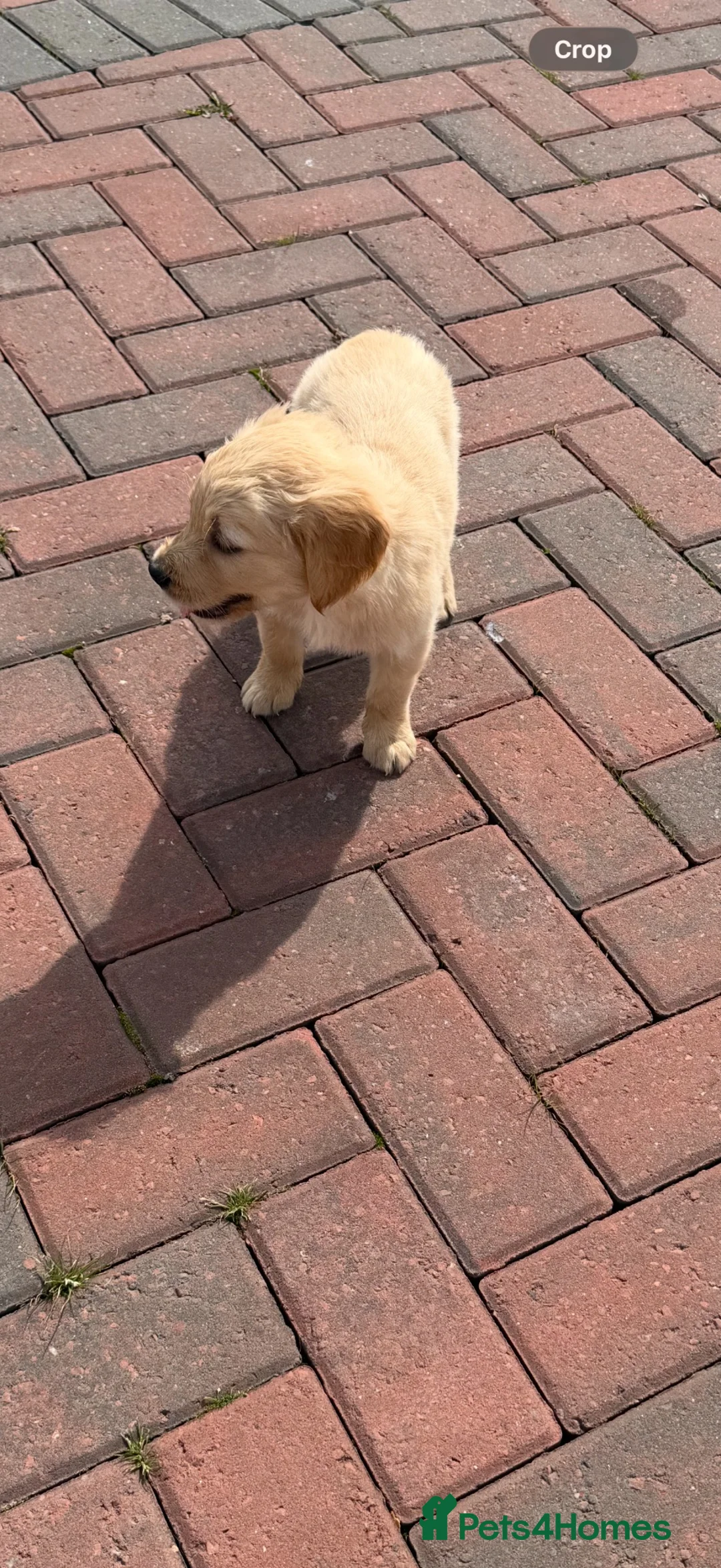 Golden Retriever dogs for sale: Kc registered golden retriever  in Livingston - Advert 2