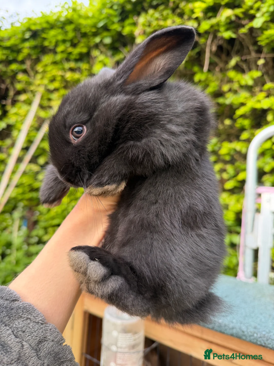 Mixed Breed rabbits for sale: Gorgeous Baby Rabbits – Handled Daily - Advert 2