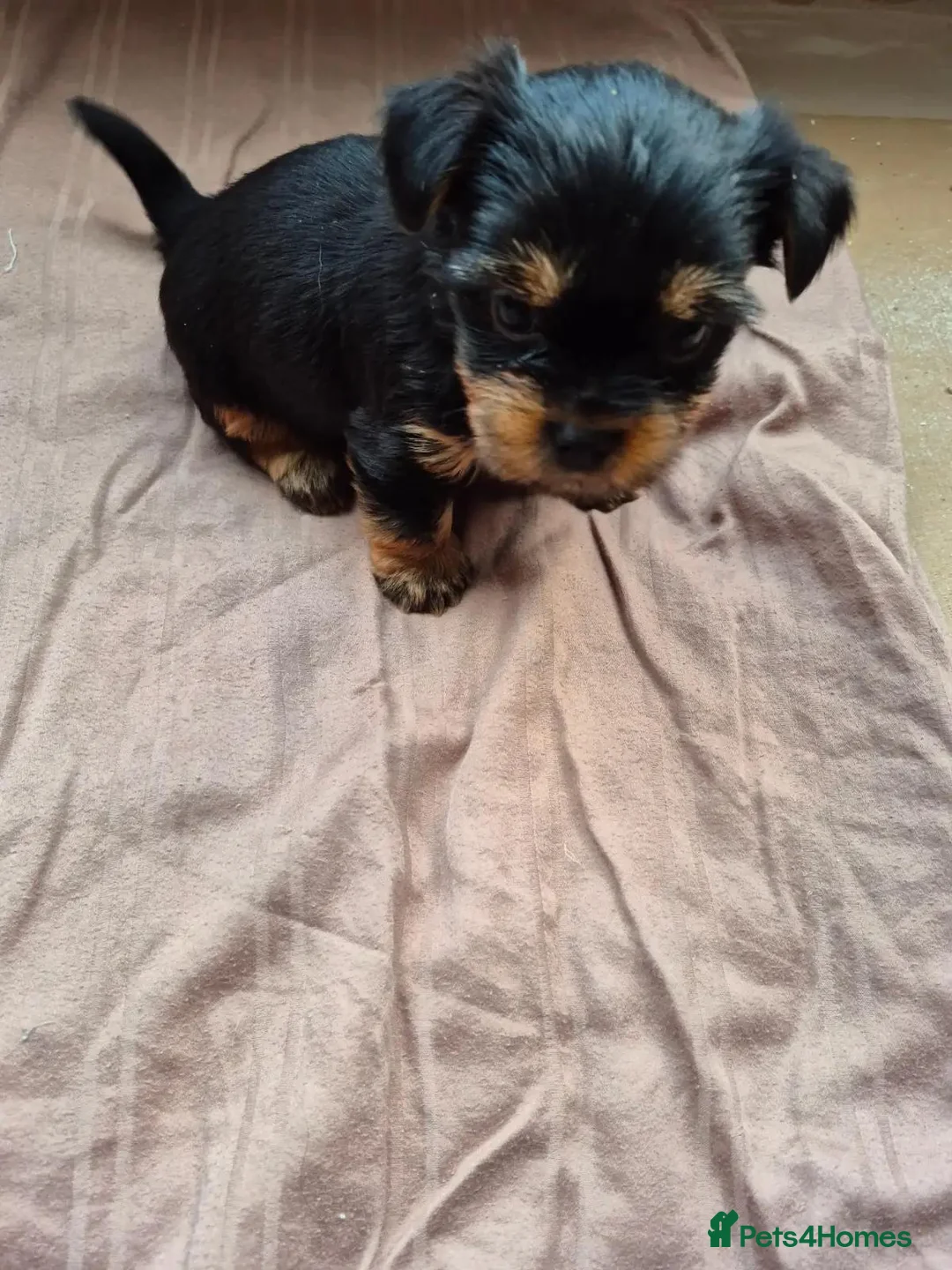 Yorkshire Terrier dogs for sale: PURE Yorkshire Terriers sweetheart❤️1 Boy & 1 Girl - Advert 2