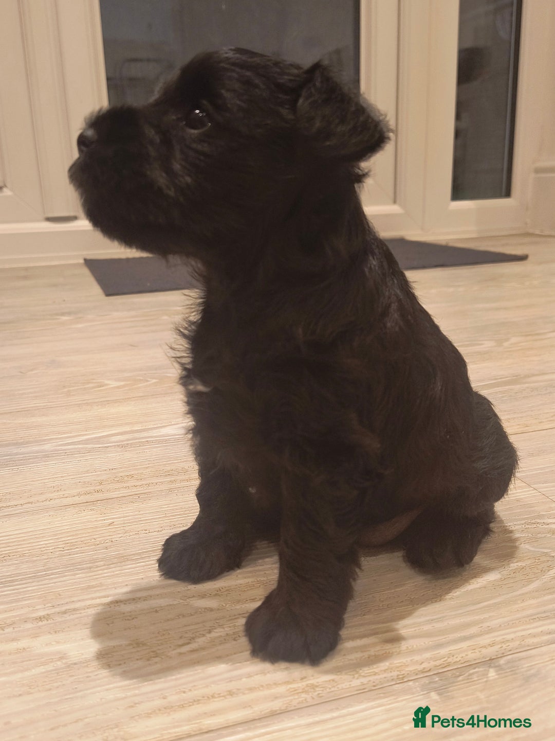 Miniature Schnauzer dogs for sale: Black Miniature Schnauzer Puppy – Girl Available - Advert 3