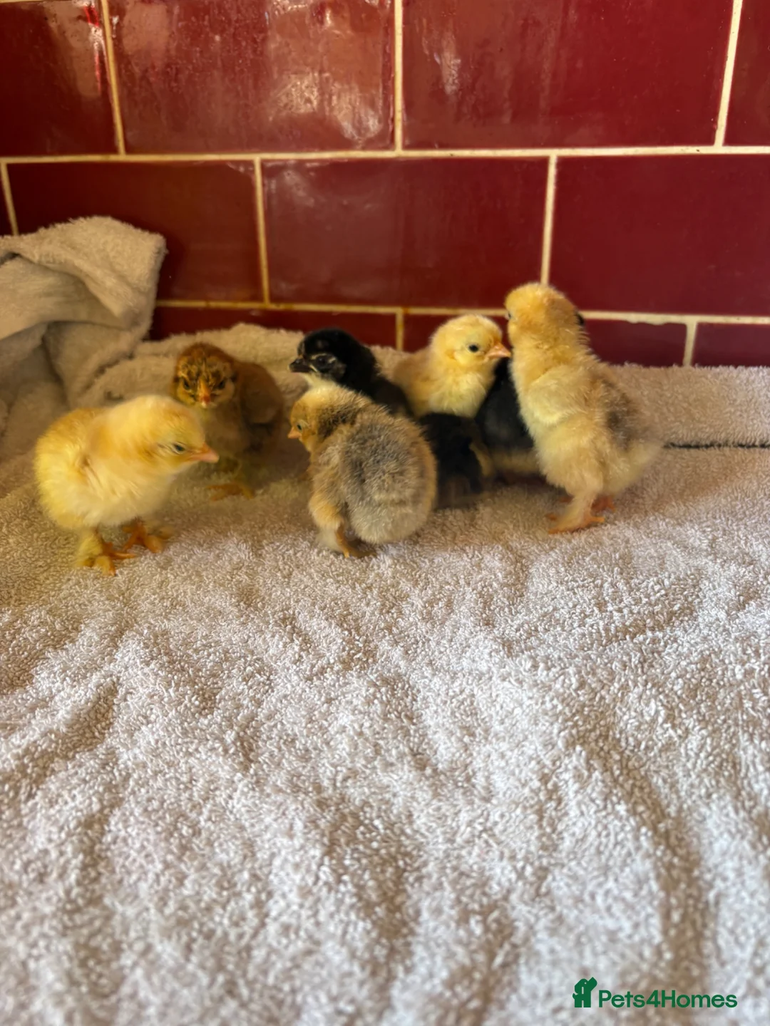 Chickens poultry for sale: Day old mixed pekin bantam chicks - Advert 2