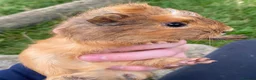 Guinea Pig rodents for sale: Well handled outdoor reared guinea pigs  - Advert 1