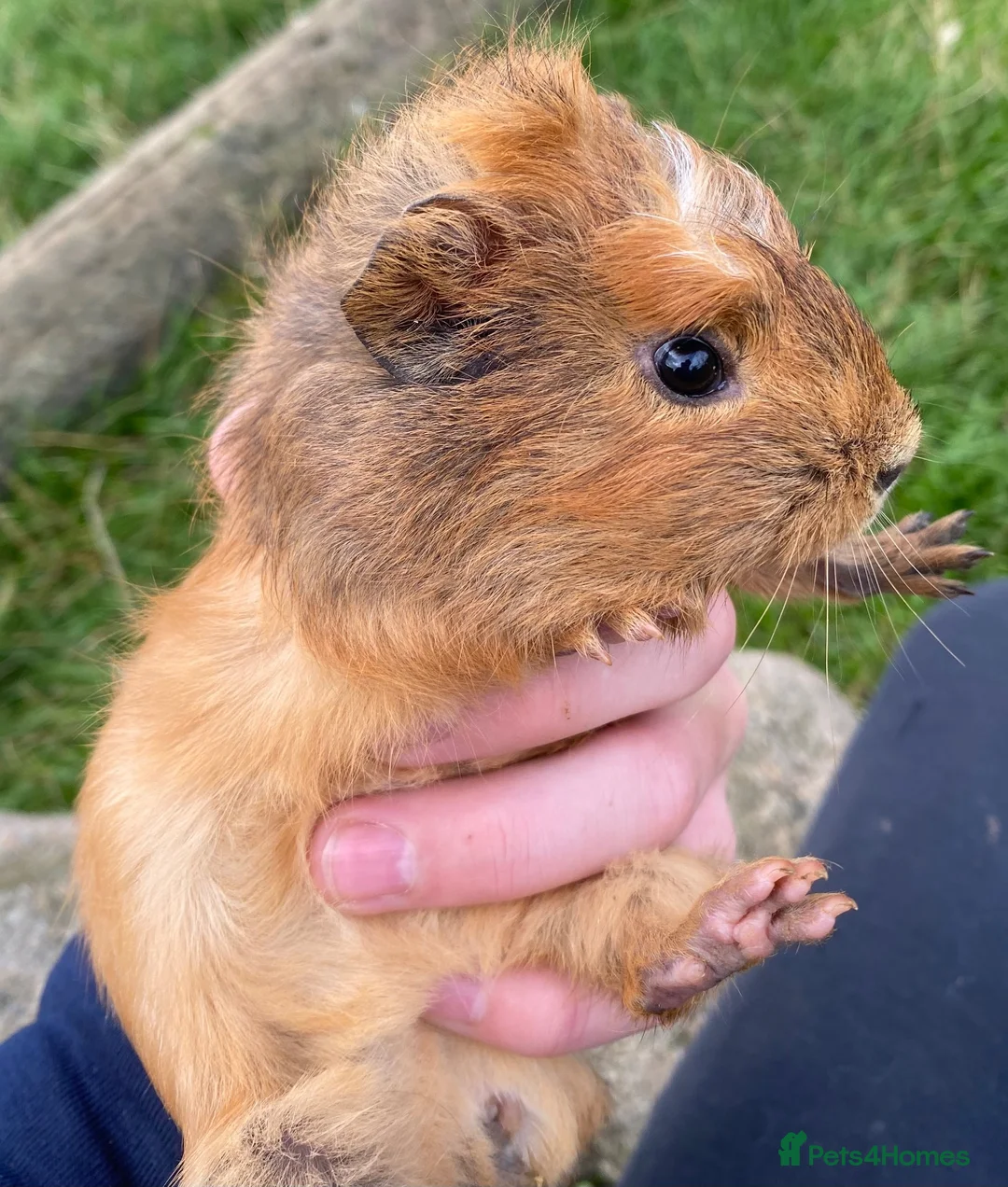 Guinea Pig rodents for sale: Well handled outdoor reared guinea pigs  - Advert 1