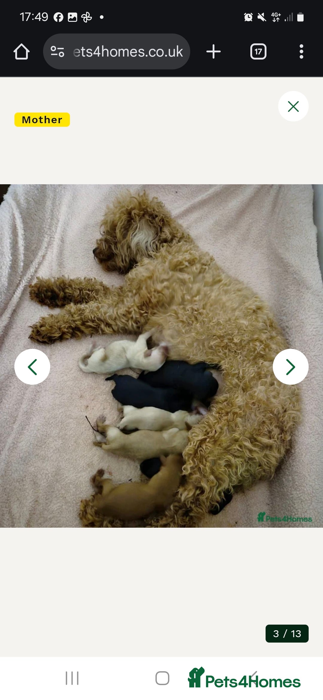 Cockapoo dogs for sale: 2 beautiful black girl cockapoos - Advert 2