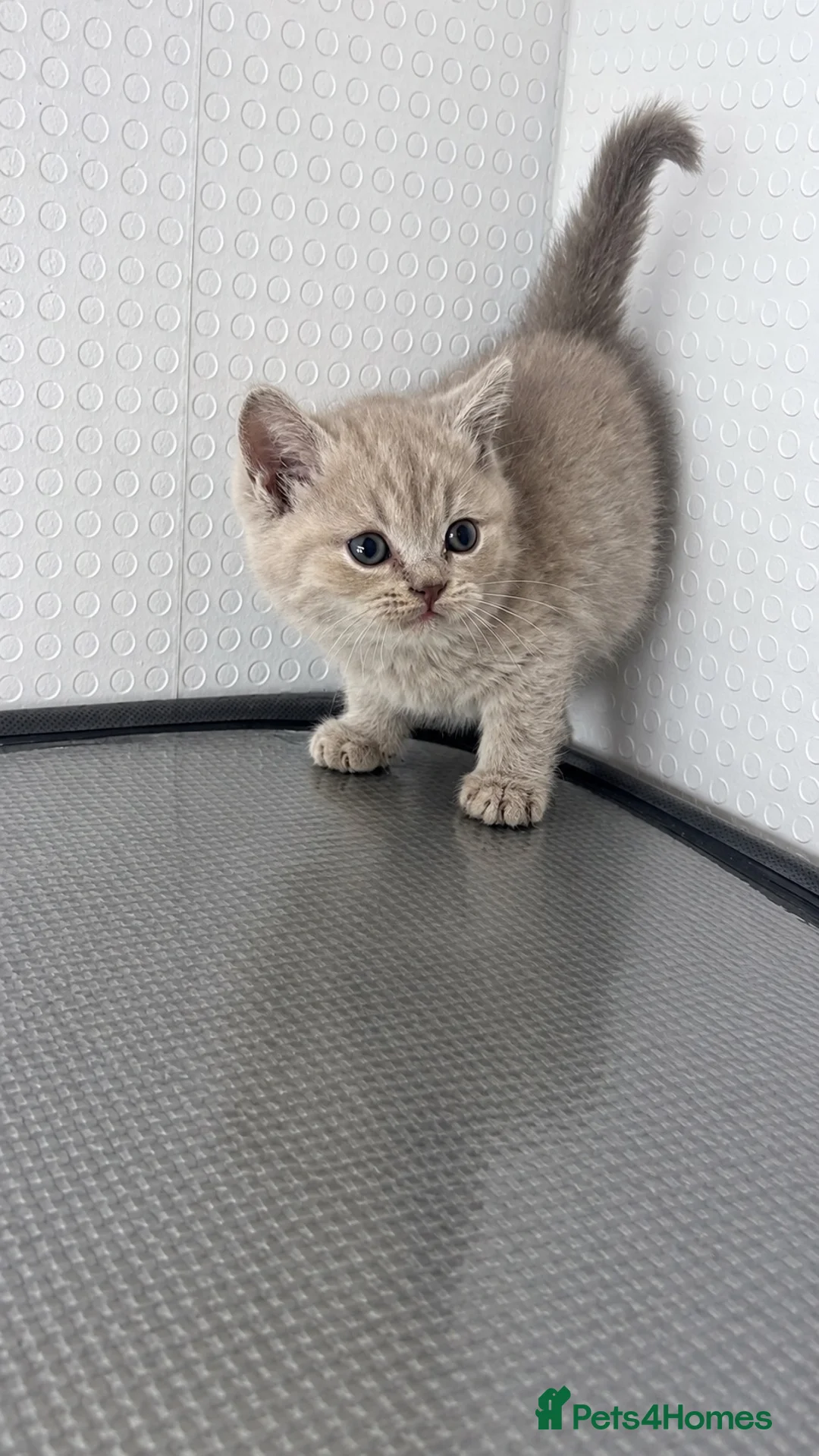 British Shorthair cats for sale: Beautiful bsh kittens  - Advert 2