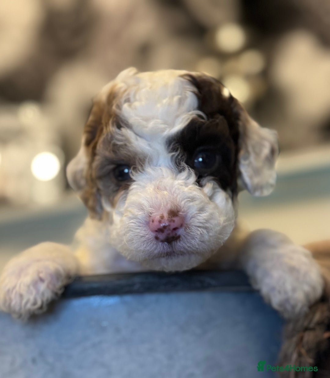 Cockapoo dogs for sale: Miniature Cockapoo Multi Generation  in Darwen - Image 11