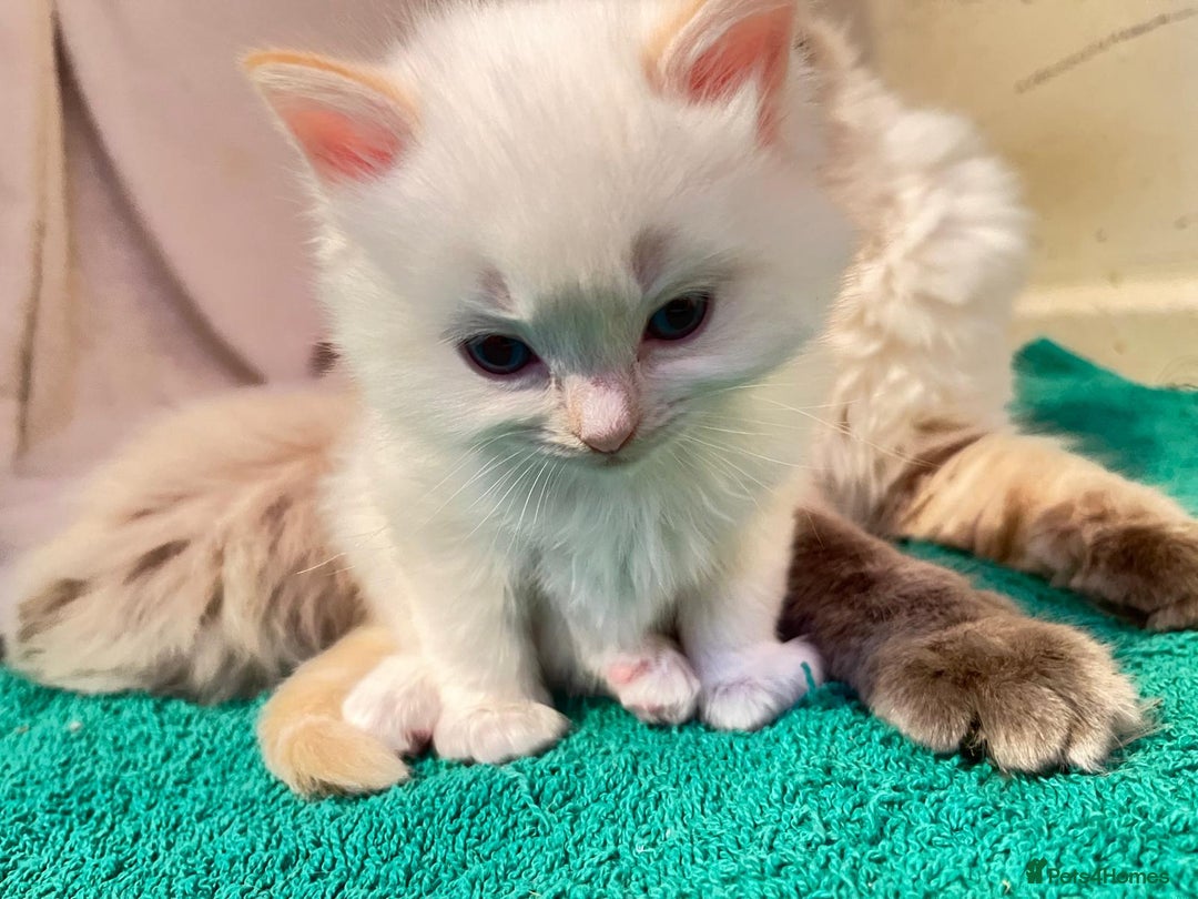 Ragdoll cats for sale: 4 Ragdoll Kittens - Advert 2