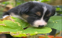 Border Collie dogs for sale: Rosie’s Collie Pups - Image 4