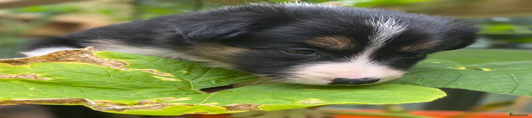 Border Collie Puppy 4