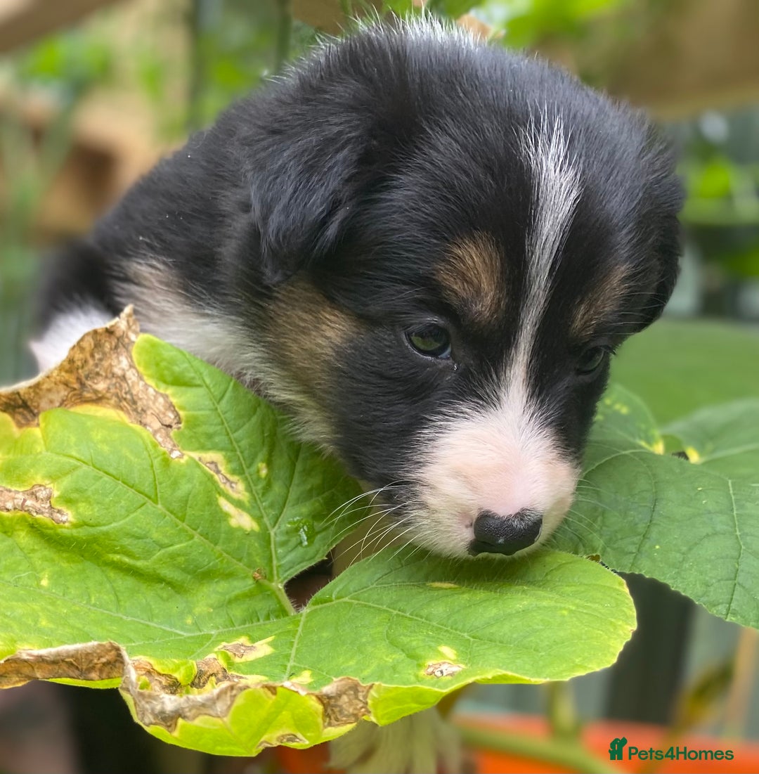 Border Collie dogs for sale: Rosie’s Collie Pups - Image 4