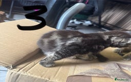 British Longhair cats for sale: 3 kittens ready for forever homes  - Image 15