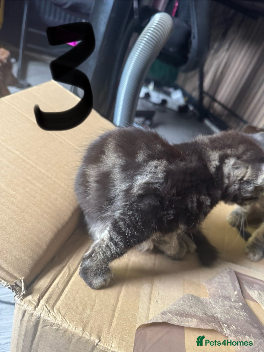 British Longhair cats for sale: 3 kittens ready for forever homes  - Image 15