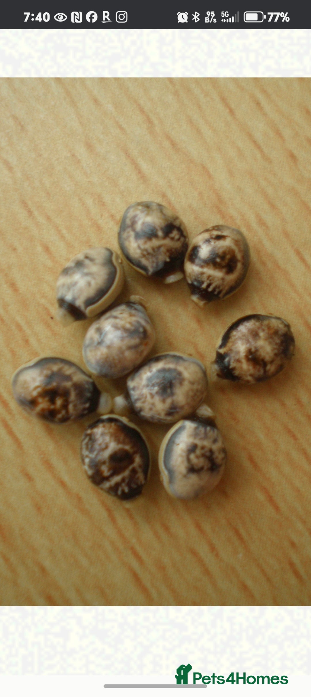 Stick Insects invertebrates for sale: Extatosoma tiaratum, Australian walking stick Eggs - Advert 9