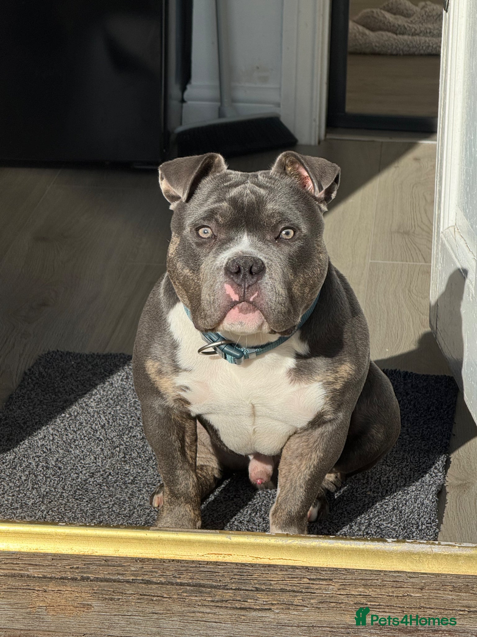American Bully dogs Pocket Bully – 8 Months Old - Advert 2