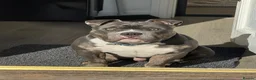 American Bully dogs for sale: Pocket Bully – 8 Months Old in Tamworth - Advert 1