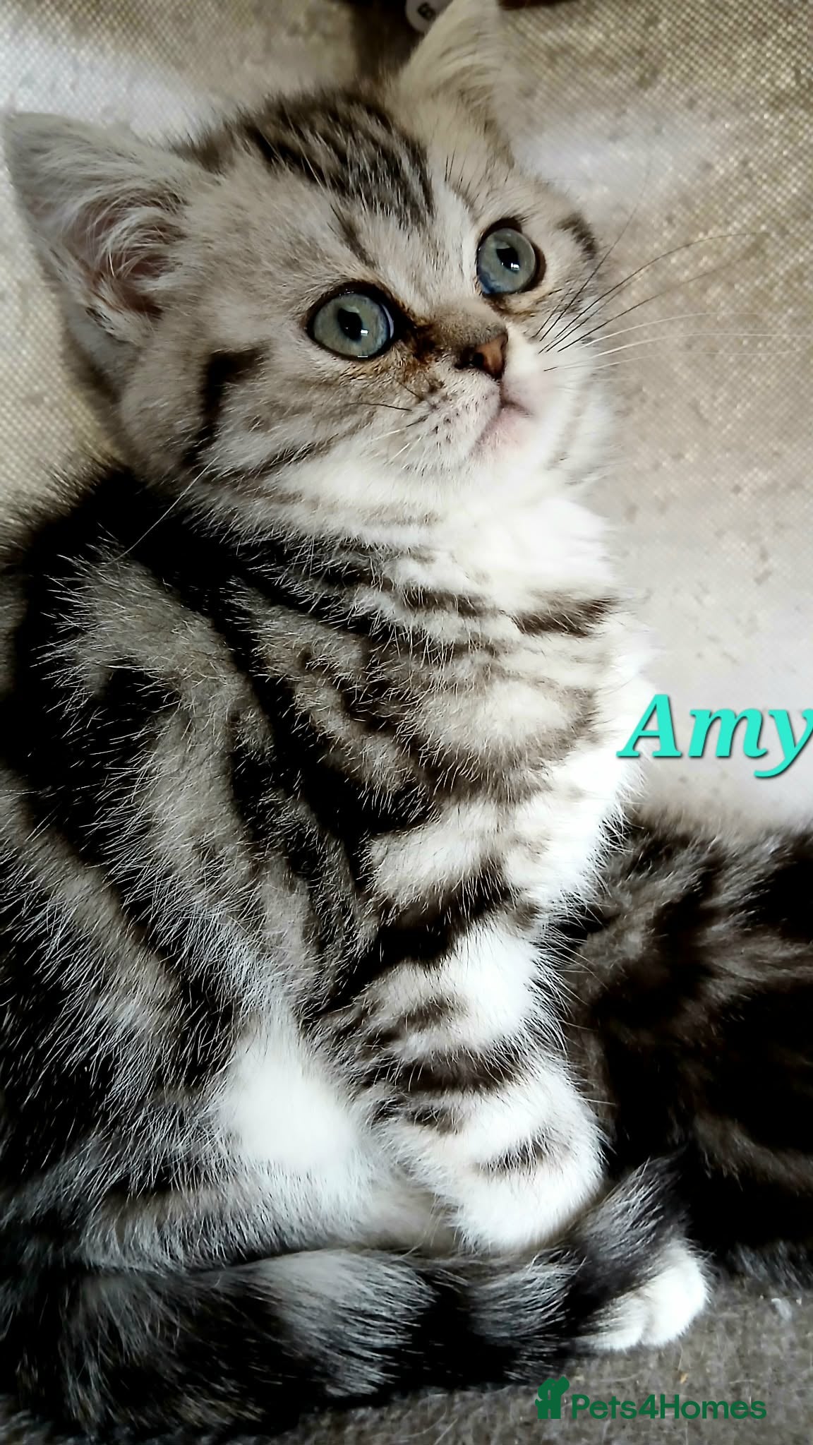 British Shorthair cats Bsh .Silver Classic Tabby. GCCF. - Advert 1