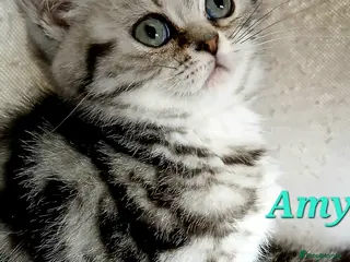 British Shorthair cats Bsh .Silver Classic Tabby. GCCF. - Advert 1