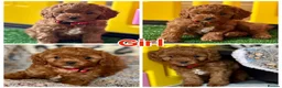 Cavapoo dogs for sale: Outstanding F1 Toy’s - Health Tested - KC parents - Advert 11