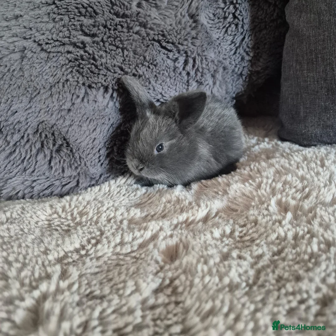 Mini Lop rabbits for sale: Purebred Mini Lop Rabbits Available Soon 🐰 - Advert 7