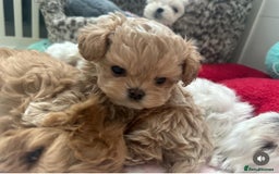 Maltipoo dogs for sale: 🧸🩷 Incredible Asian Maltipoo GIRLS 🩷🧸 - Image 3