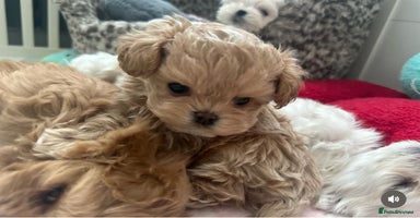 Maltipoo dogs - Advert 6