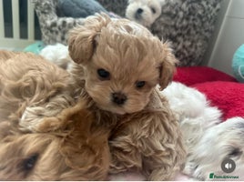 Maltipoo dogs - Advert 1