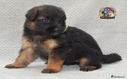 German Shepherd dogs for sale: Germand Shepherd puppies - Image 3