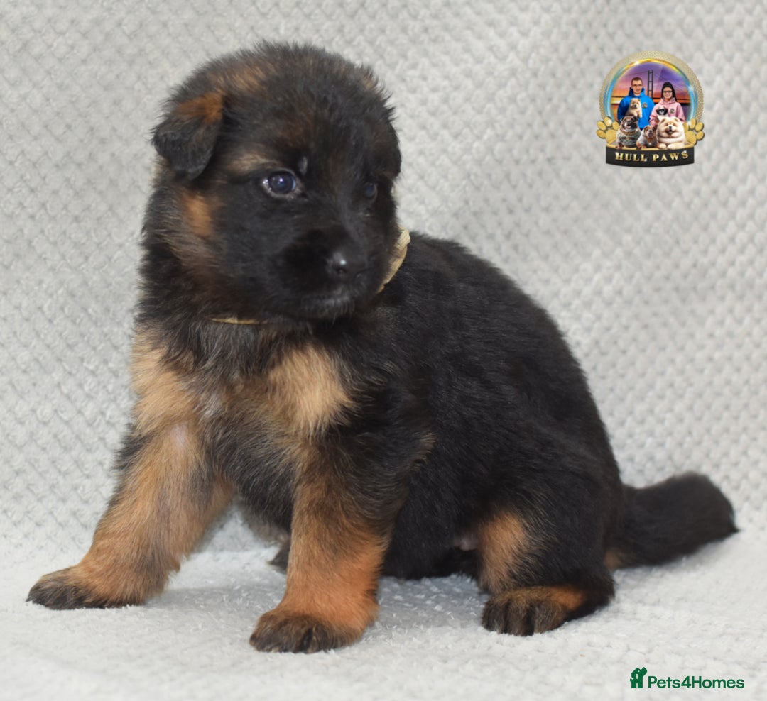 German Shepherd dogs for sale: Germand Shepherd puppies - Image 3