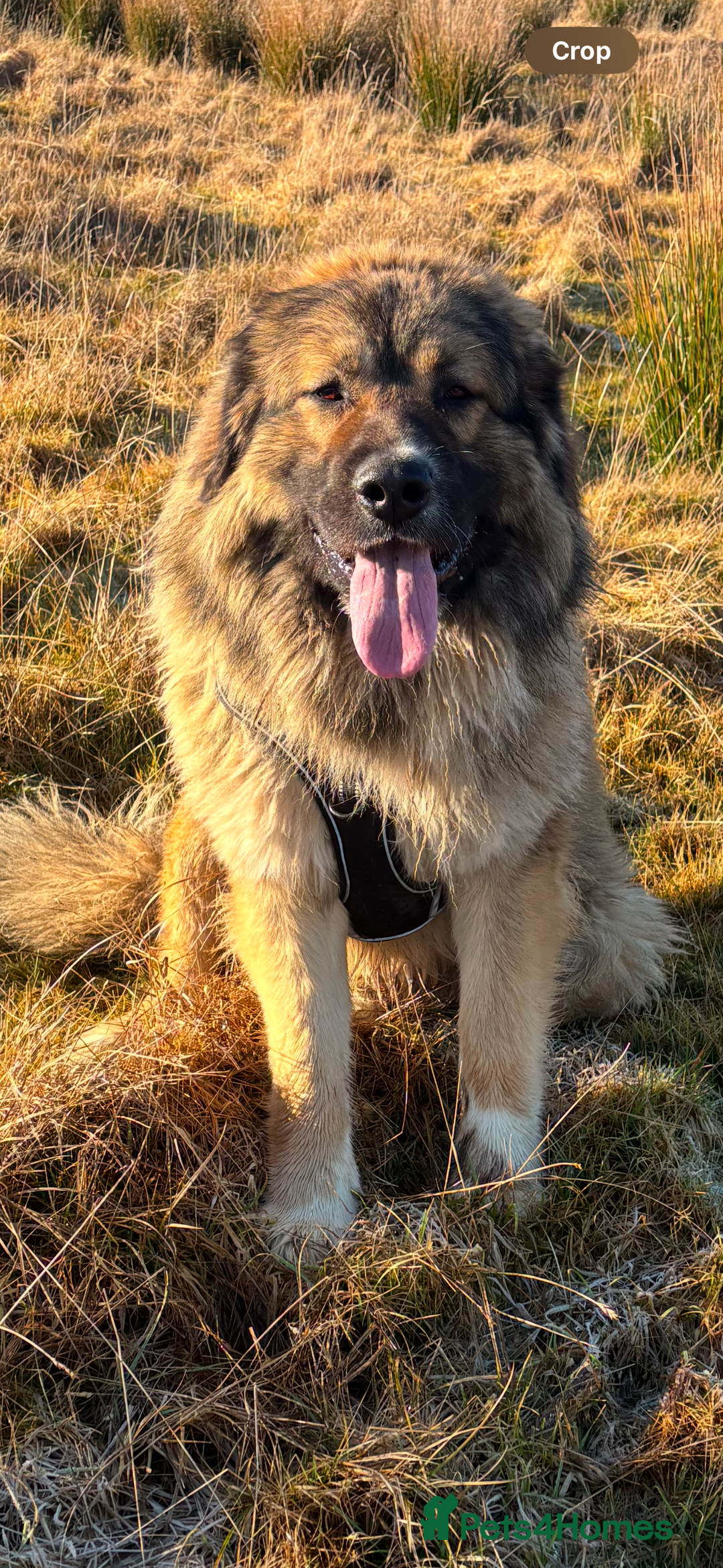 Caucasian Shepherd Dog dogs for sale: Caucasian Shepherds  - Advert 13